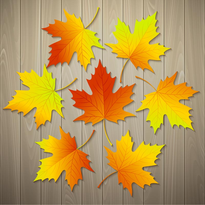 木板上的秋天落叶矢量素材