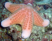 Sea star